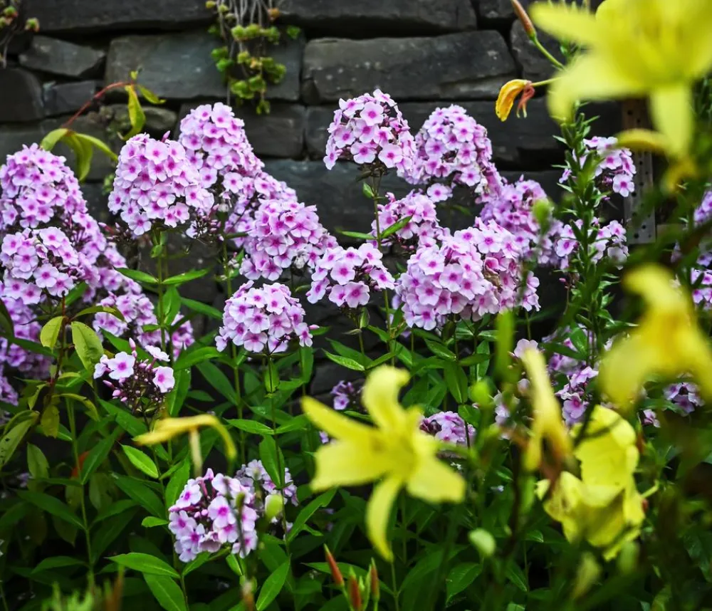 Dehner Sommerstauden - Stauden-Phlox, verschiedene Sorten