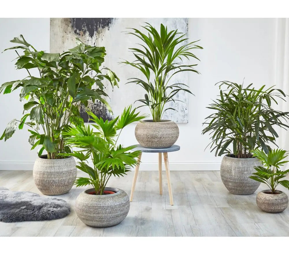Dehner Steckenpalme - Rhapis excelsa Dunkelgrün Sale