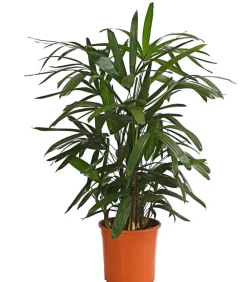 Dehner Steckenpalme - Rhapis excelsa Dunkelgrün Sale