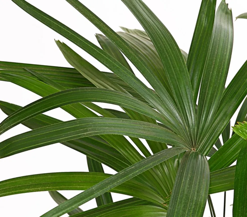 Dehner Steckenpalme - Rhapis excelsa Dunkelgrün Sale