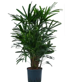 Dehner Steckenpalme - Rhapis excelsa, Hydrokultur Dunkelgrün Outlet