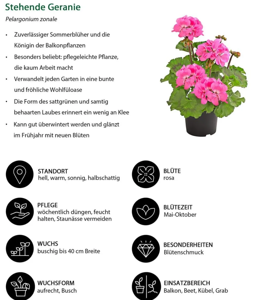 Dehner Geranien|Sommerblumen - Stehende Geranie Rosa