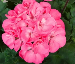 Dehner Geranien|Sommerblumen - Stehende Geranie Rosa