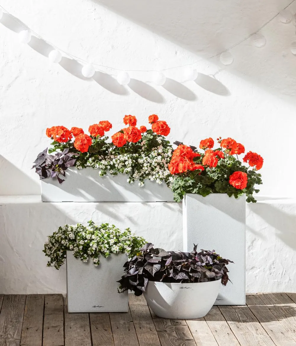 Dehner Geranien|Sommerblumen > Stehende Geranie,
