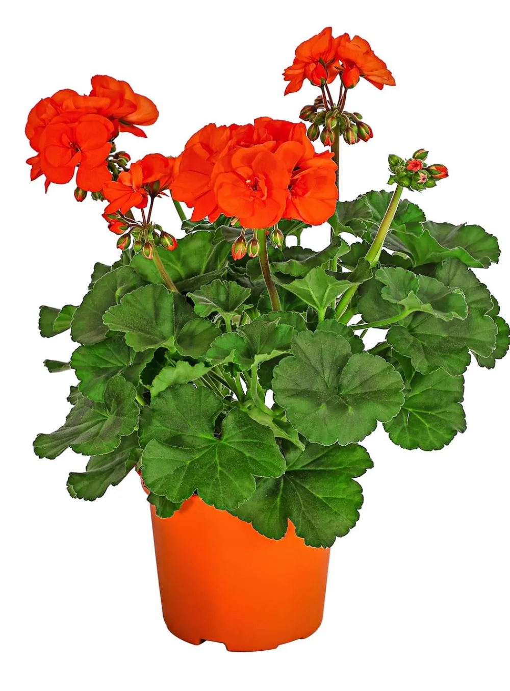 Dehner Geranien|Sommerblumen > Stehende Geranie,