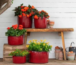 Dehner Geranien|Sommerblumen > Stehende Geranie,