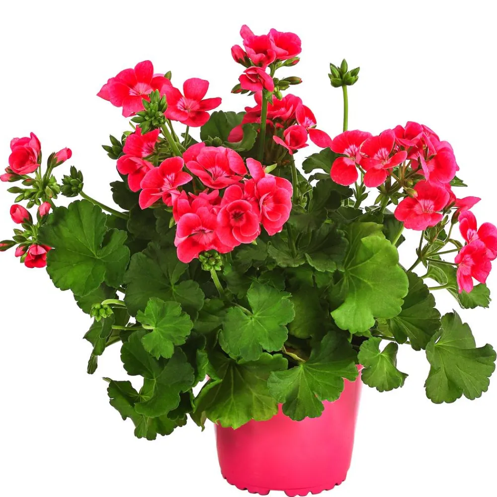 Dehner Geranien|Sommerblumen - Stehende Geranie 'Pretty Little®' Pink