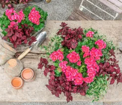 Dehner Geranien|Sommerblumen - Stehende Geranie 'Rosenmädchen' Pink