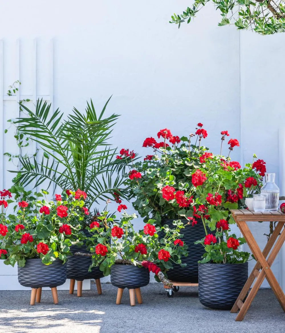 Dehner Terrassenpflanzen|Geranien > Stehende Geranie,