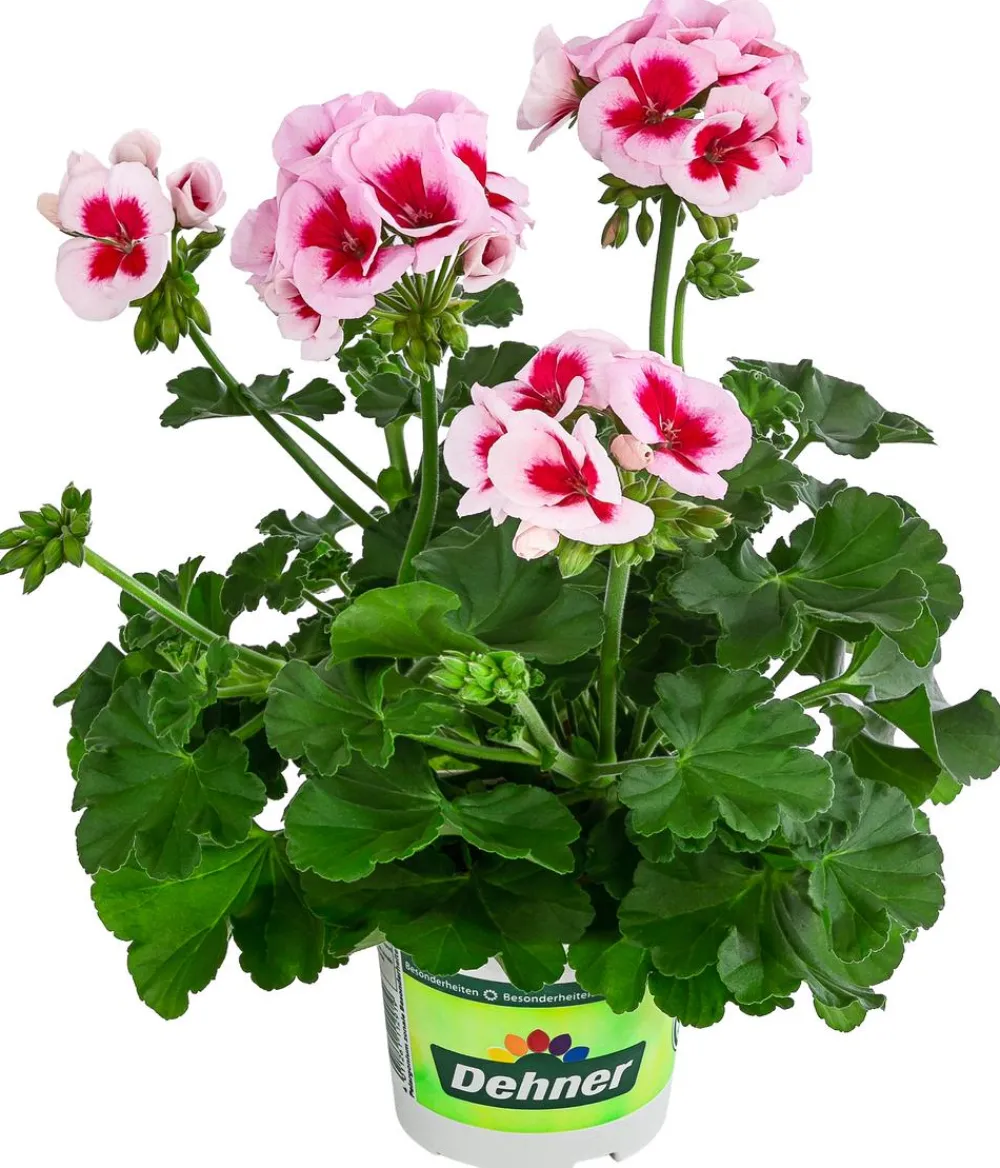 Dehner Geranien|Sommerblumen > Stehende Geranie 'Smokey Eye®'
