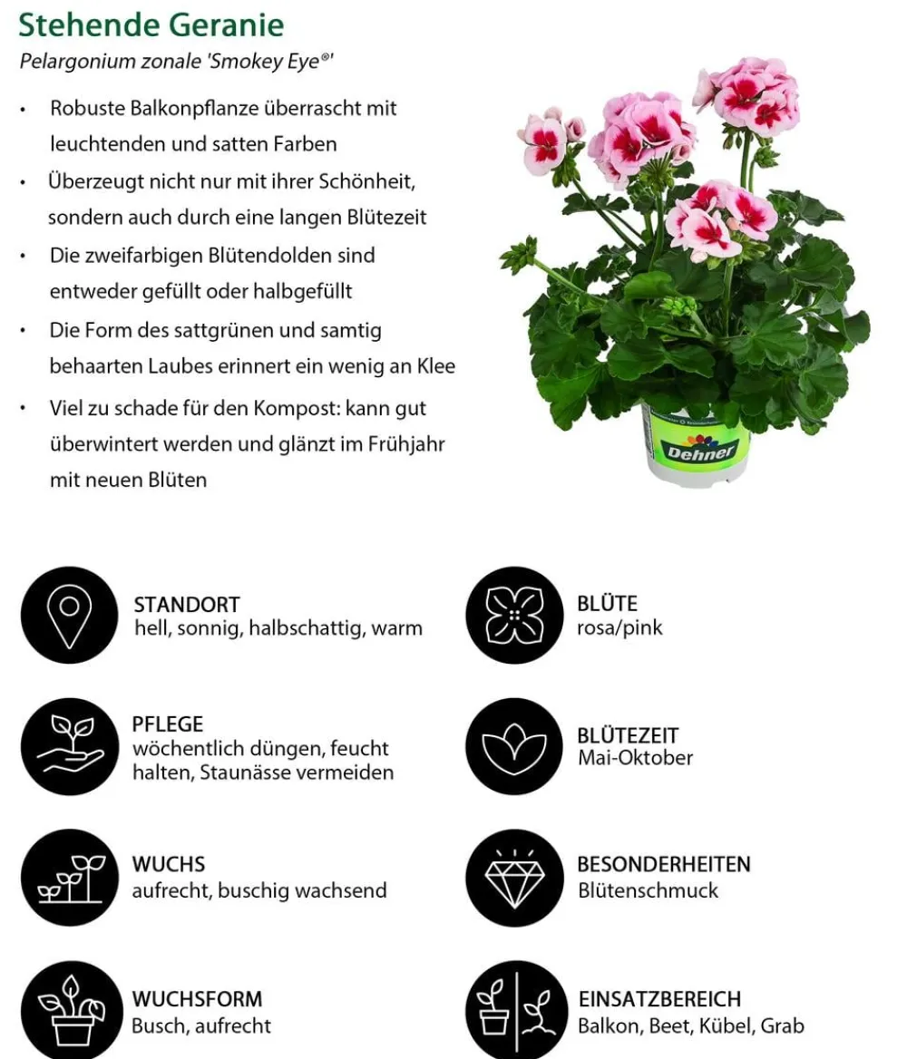 Dehner Geranien|Sommerblumen > Stehende Geranie 'Smokey Eye®'
