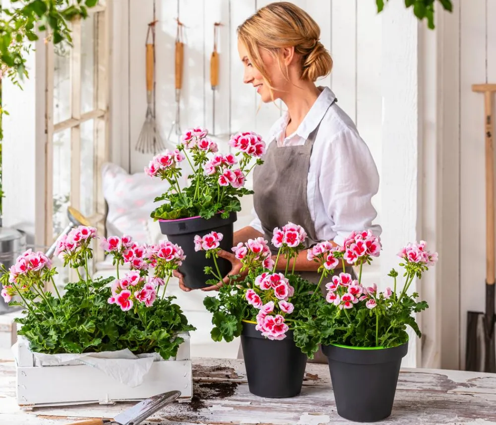 Dehner Geranien|Sommerblumen > Stehende Geranie 'Smokey Eye®'