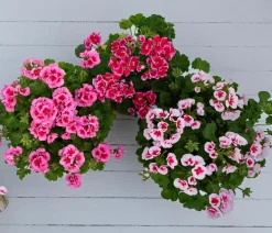 Dehner Geranien|Sommerblumen > Stehende Geranie 'Smokey Eye®'