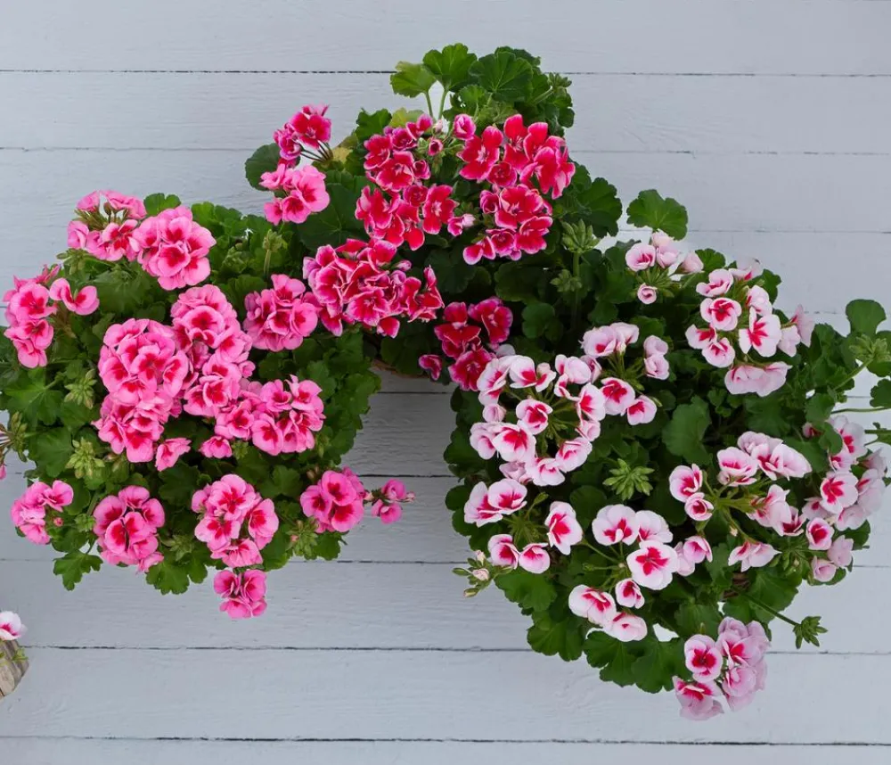 Dehner Geranien|Sommerblumen > Stehende Geranie 'Smokey Eye®'
