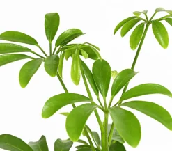 Dehner Grünpflanzen - Sternaralie - Schefflera luseana