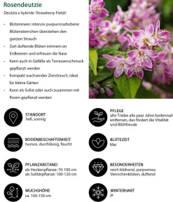 Dehner Laubgehölze|Blühende Sträucher - Sternchenstrauch 'Strawberry Fields' Rosa