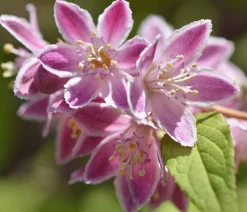 Dehner Laubgehölze|Blühende Sträucher - Sternchenstrauch 'Strawberry Fields' Rosa