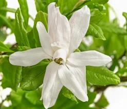 Dehner Laubgehölze|Magnolien > Stern-Magnolie