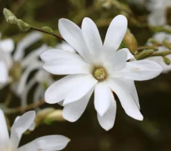 Dehner Laubgehölze|Magnolien > Stern-Magnolie