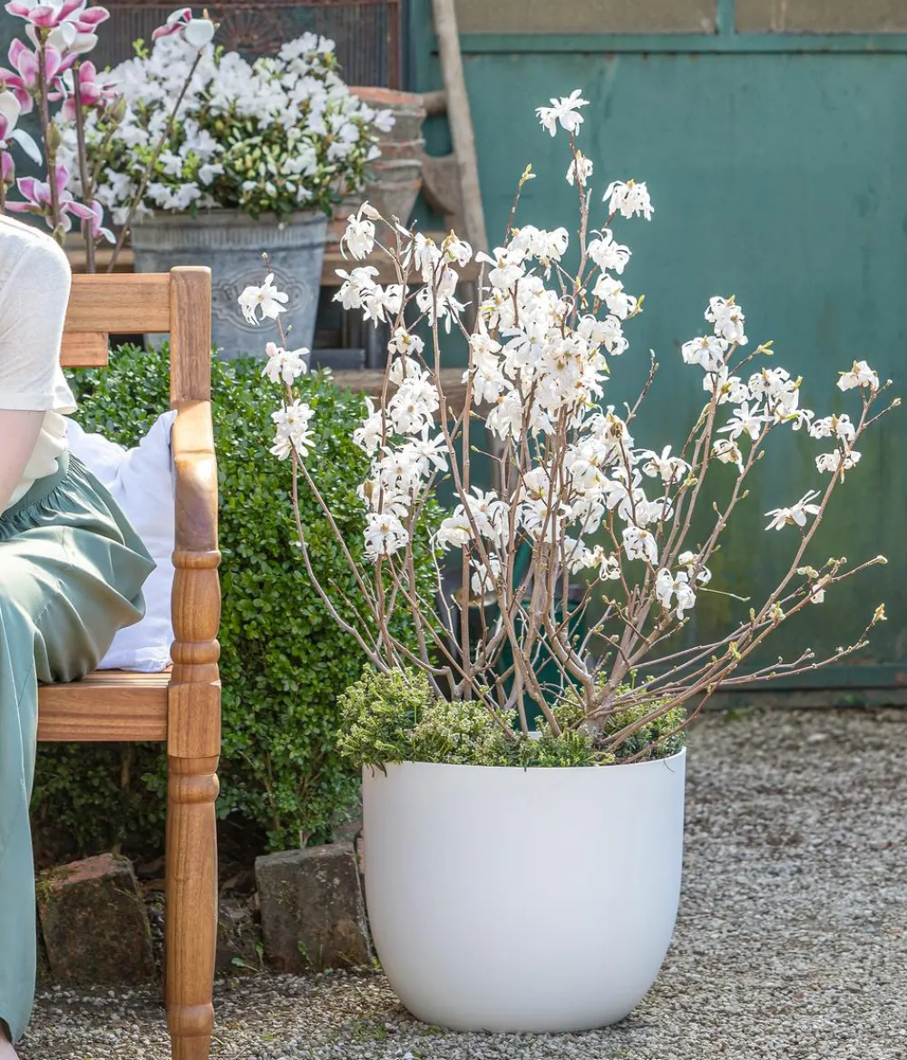 Dehner Laubgehölze|Magnolien > Stern-Magnolie