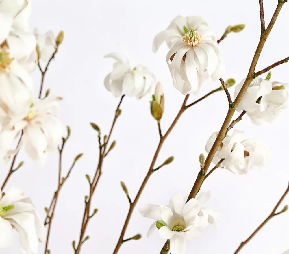 Dehner Laubgehölze|Magnolien > Stern-Magnolie
