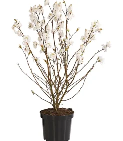 Dehner Laubgehölze|Magnolien > Stern-Magnolie