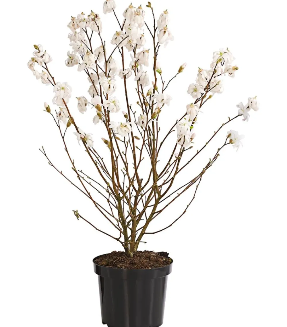 Dehner Laubgehölze|Magnolien > Stern-Magnolie