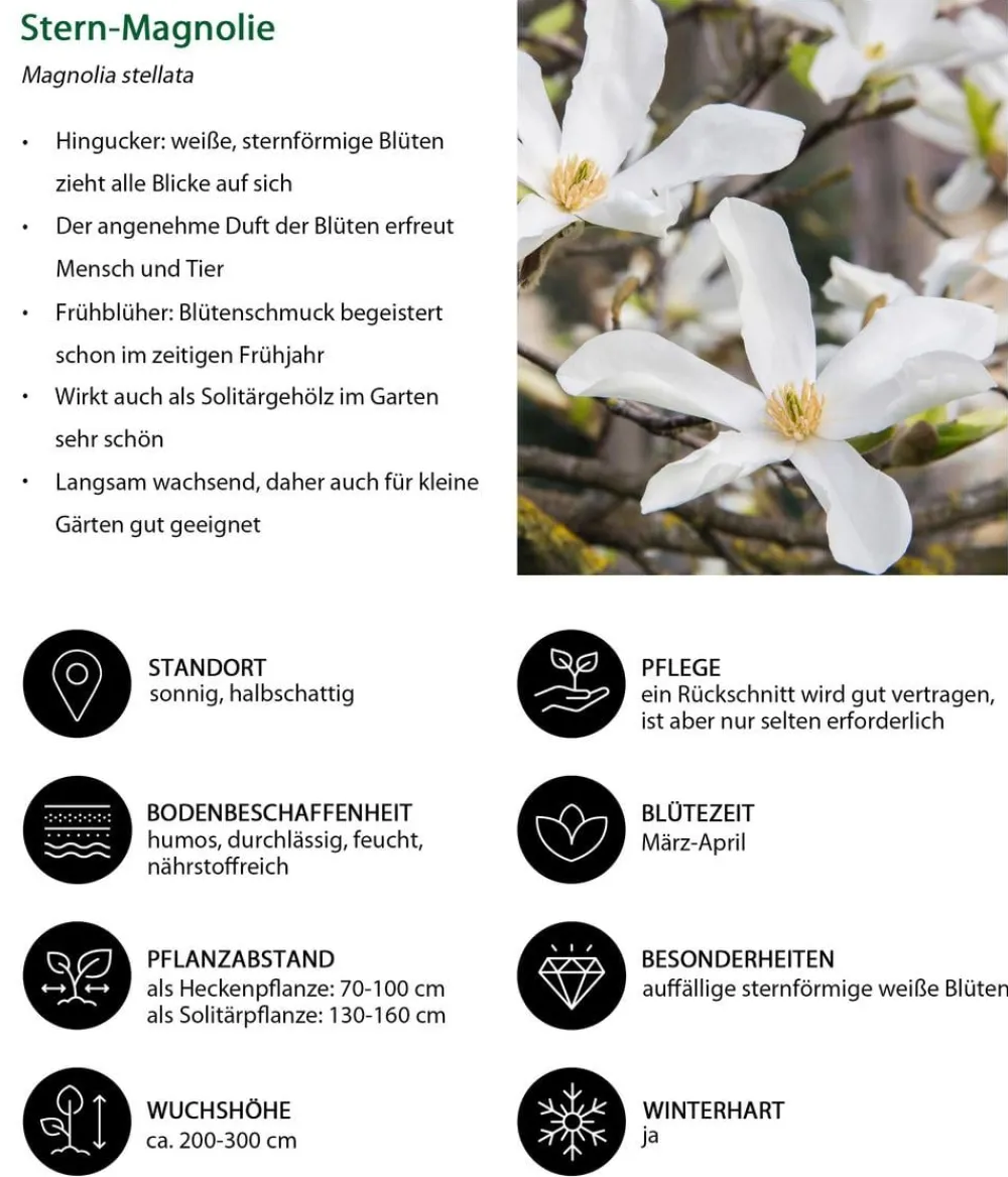 Dehner Laubgehölze|Magnolien > Stern-Magnolie