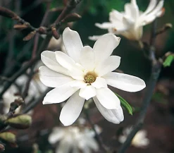 Dehner Laubgehölze|Magnolien - Stern-Magnolie Weiß