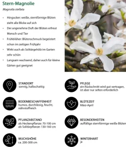 Dehner Laubgehölze|Magnolien - Stern-Magnolie Weiß