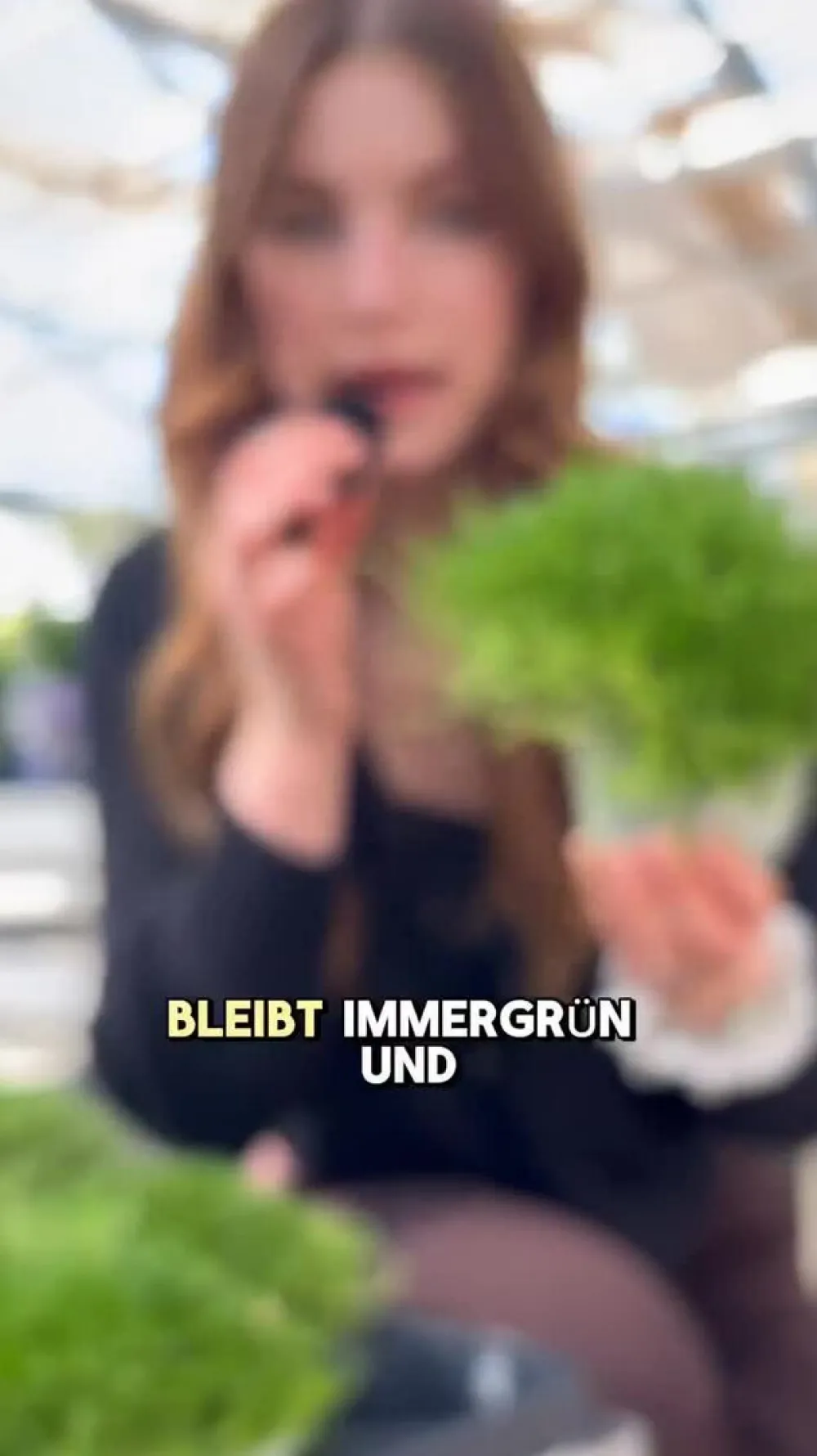 Dehner Grabschmuck & Grabgestaltung|Bodendecker & Efeu - Sternmoos-Duo