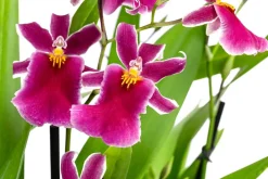 Dehner Stiefmütterchen-Orchidee - Miltonia 'Klara' Pink Hot