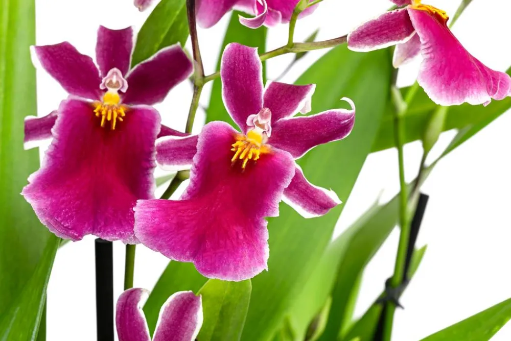 Dehner Stiefmütterchen-Orchidee - Miltonia 'Klara' Pink Hot