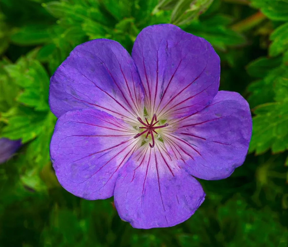 Dehner Sommerstauden > Storchschnabel 'Rozanne®'