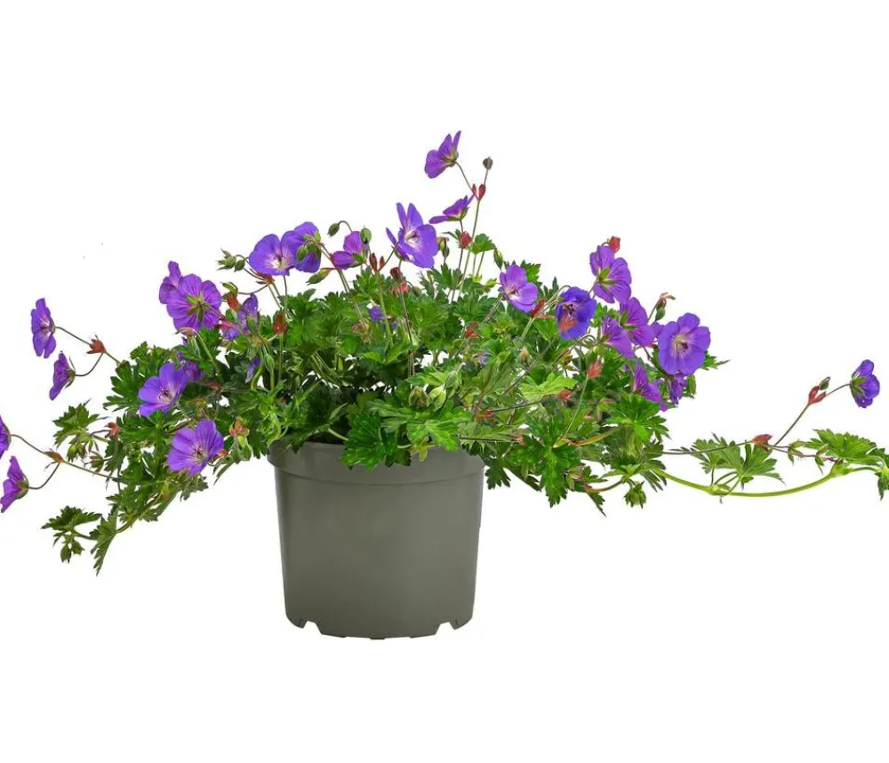 Dehner Sommerstauden > Storchschnabel 'Rozanne®'