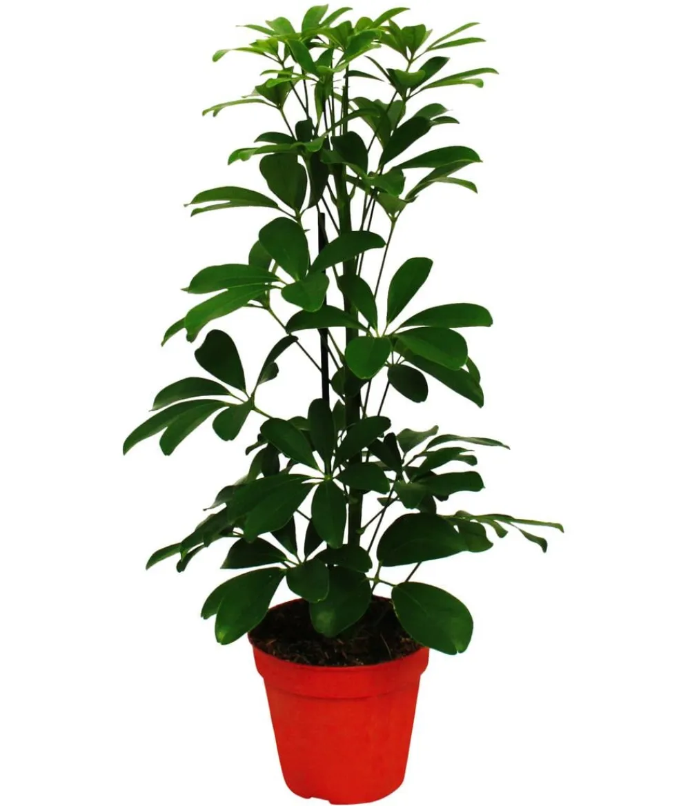 Dehner Grünpflanzen - Strahlenaralien-Set - Schefflera, 2-teilig Grün