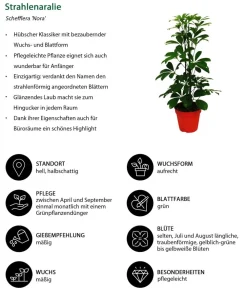 Dehner Grünpflanzen - Strahlenaralien-Set - Schefflera, 2-teilig Grün