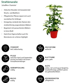Dehner Grünpflanzen - Strahlenaralien-Set - Schefflera, 2-teilig Grün
