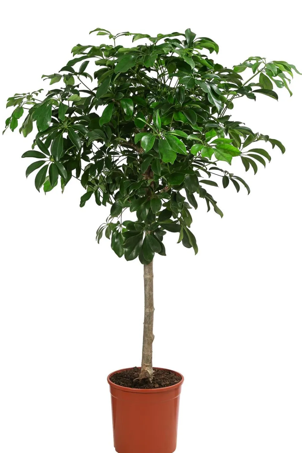 Dehner Strahlenaralie - Schefflera arboricola 'Nora' Grün Sale