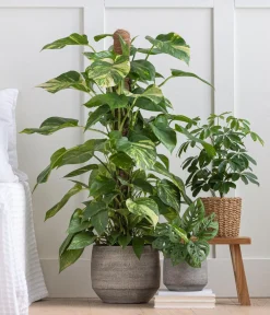 Dehner Grünpflanzen - Strahlenaralie - Schefflera arboricola 'Nora' Grün