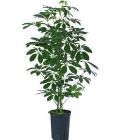 Dehner Hydropflanzen|Grünpflanzen > Strahlenaralie - Schefflera arboricola compacta 'Nora', Hydrokultur