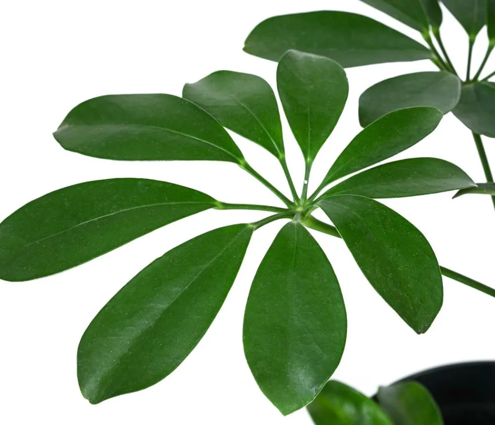 Dehner Hydropflanzen|Grünpflanzen > Strahlenaralie - Schefflera arboricola compacta 'Nora', Hydrokultur