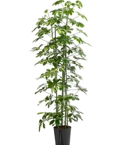 Dehner Hydropflanzen|Grünpflanzen - Strahlenaralie - Schefflera arboricola 'Gold Capella', Hydrokultur