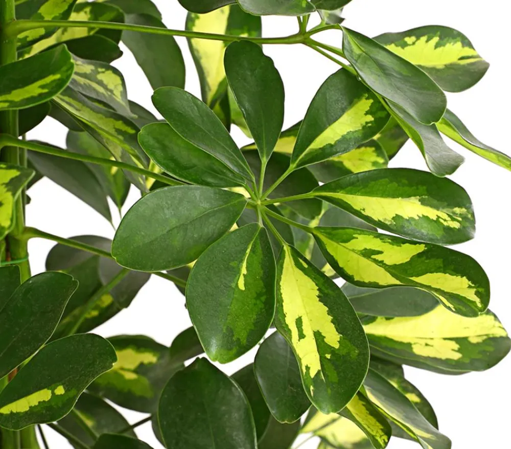 Dehner Strahlenaralie - Schefflera arboricola