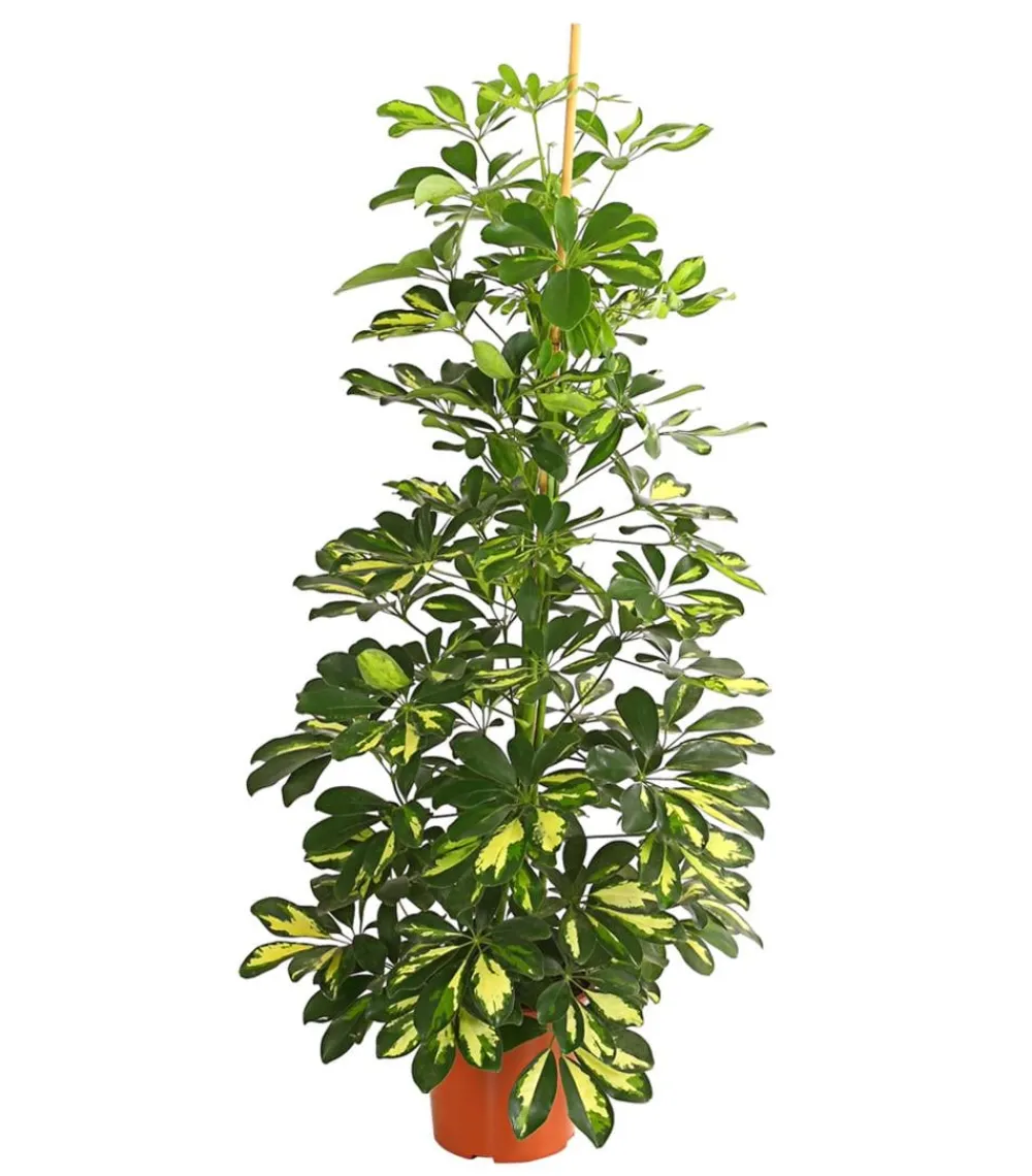 Dehner Strahlenaralie - Schefflera arboricola