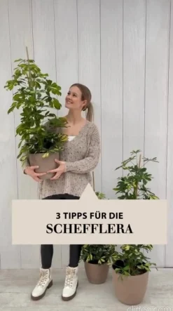 Dehner Grünpflanzen|Solitärpflanzen - Strahlenaralie - Schefflera arboricola