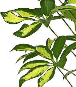 Dehner Grünpflanzen|Solitärpflanzen - Strahlenaralie - Schefflera arboricola