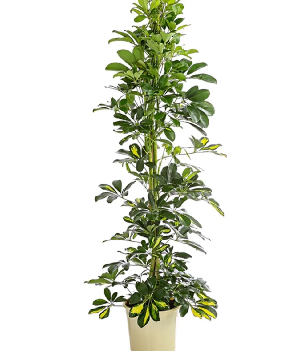 Dehner Grünpflanzen|Solitärpflanzen - Strahlenaralie - Schefflera arboricola