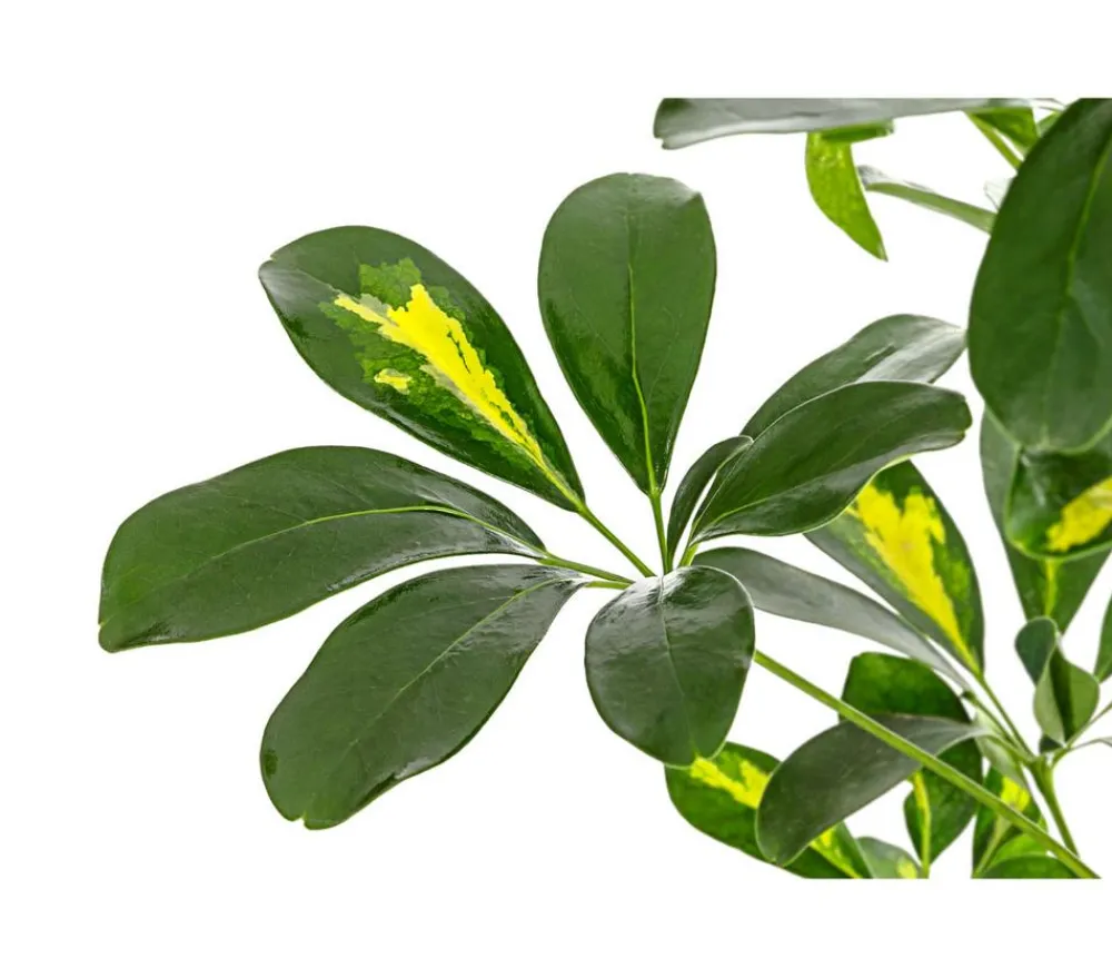 Dehner Grünpflanzen|Solitärpflanzen - Strahlenaralie - Schefflera arboricola