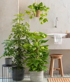 Dehner Grünpflanzen|Solitärpflanzen - Strahlenaralie - Schefflera arboricola